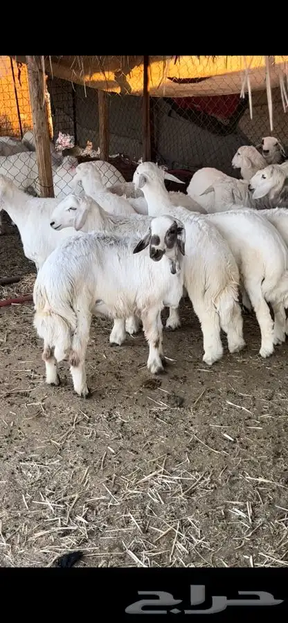 ذبايح للبيع 2