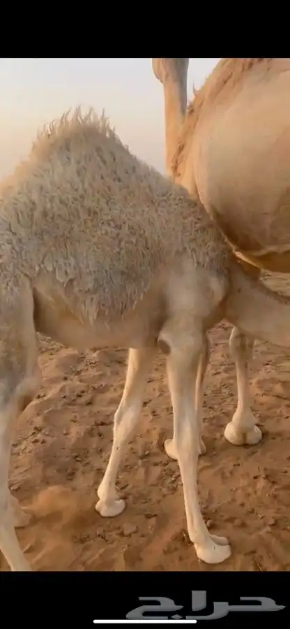 قعود 0