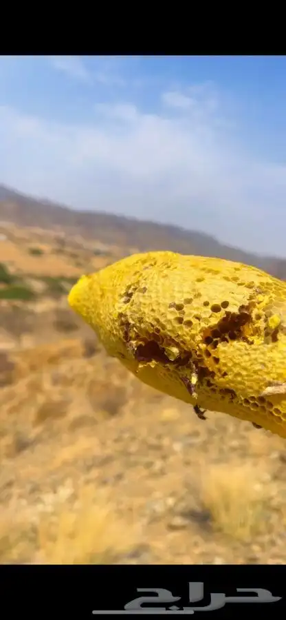 عسل اصلي ومشروط للعلاج 4