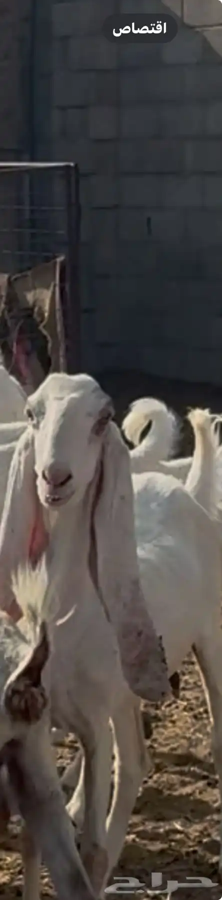 معزا مطوره بيض برص جروم 1