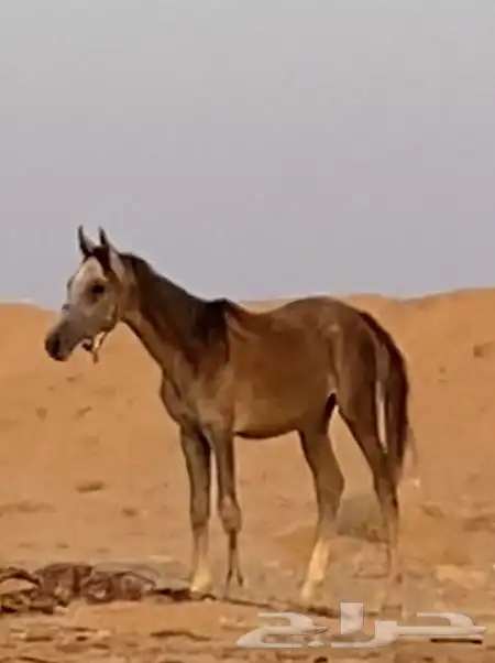 مهر ومهره البيع سمح جدا 0