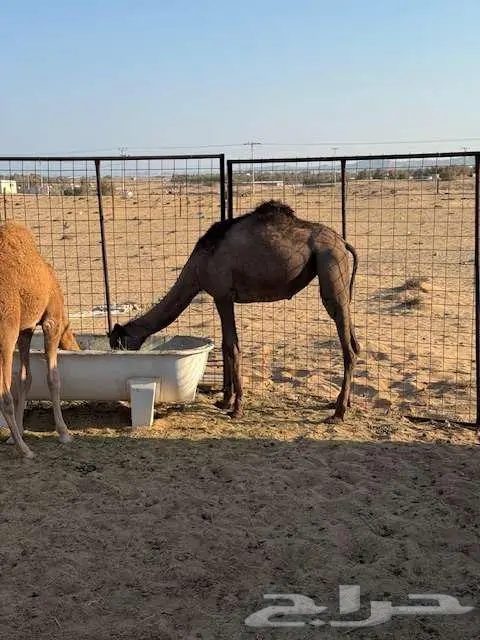 بكره طيبه index