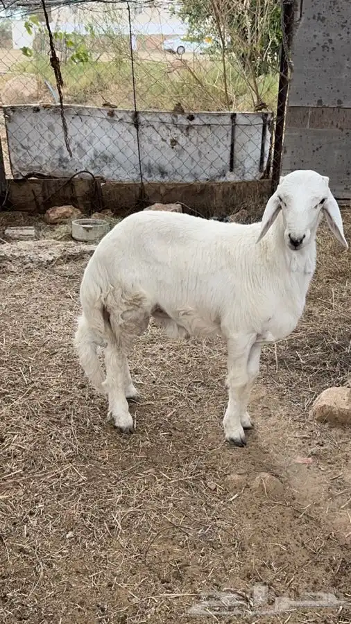 خروف حري سمين ونضيف ع الشرط 2