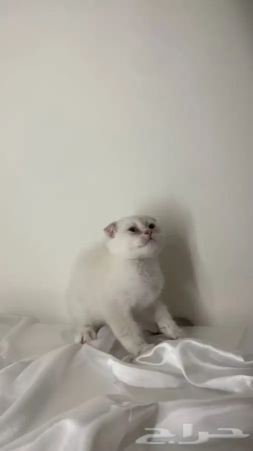 قطط سكوتش صغيره 0