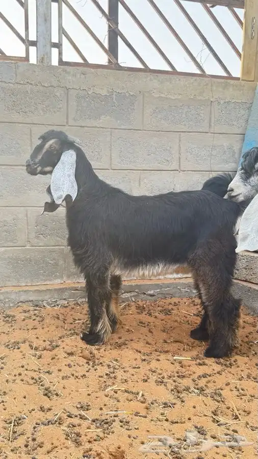 ابو عبدالله لبيع الذبايح 0