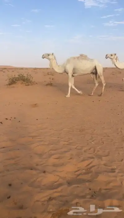 ضروبه للبيع 0