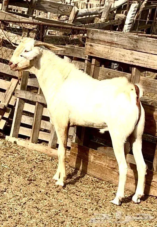 فحل بيشي أبرص مشروط 3