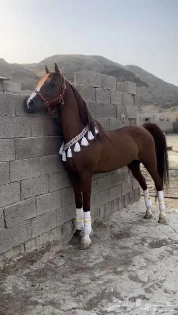 خيل عربي اصيل 0