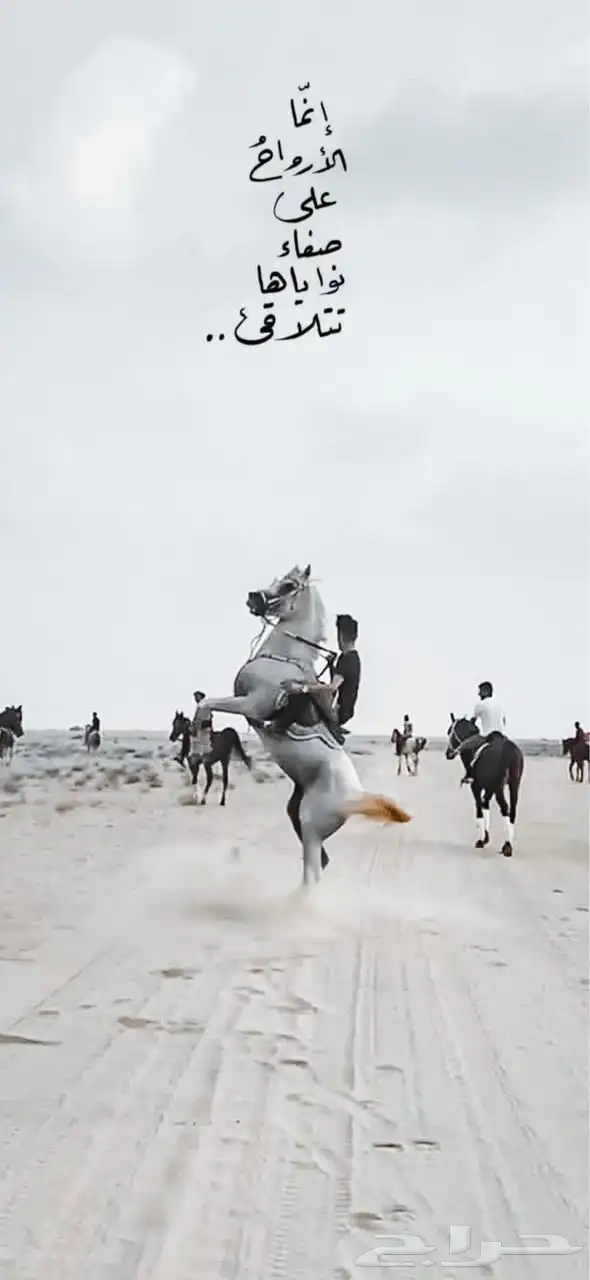 حصان مصري بيور 1