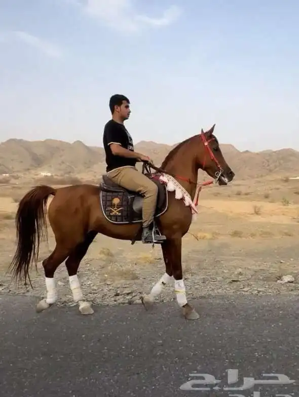 خيل عربي اصيل 1