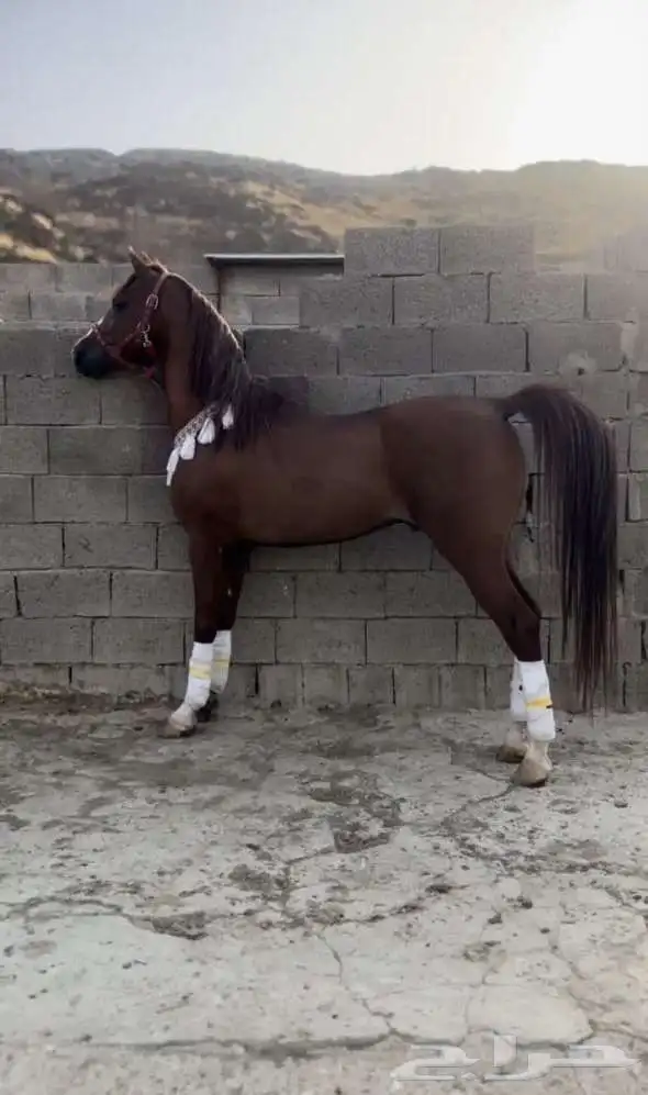 خيل عربي اصيل 2