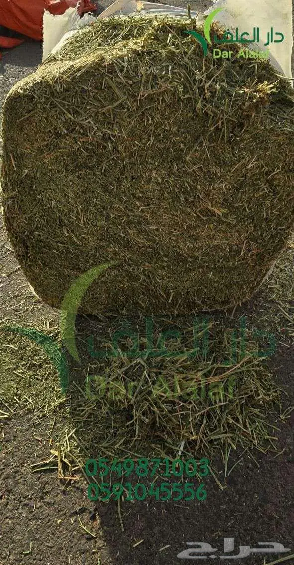 برسيم الراعي 1