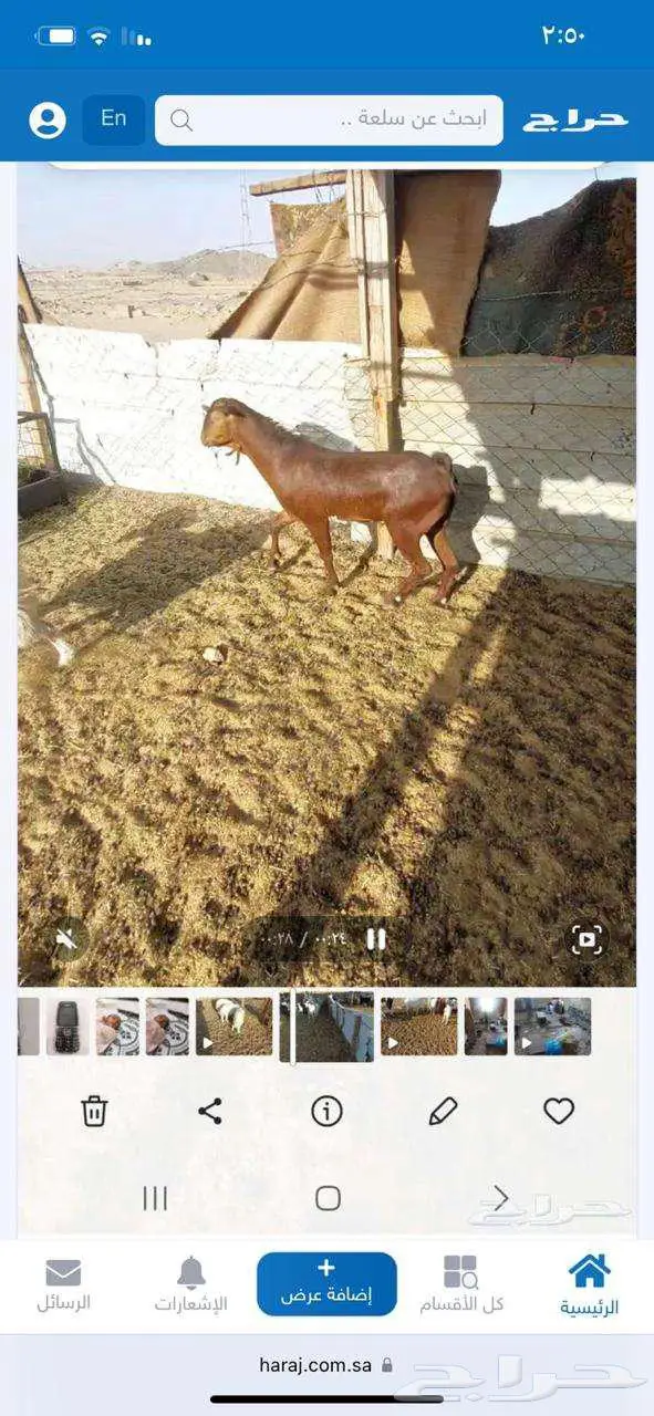فحول . وجفار مقاني او ذبح 13