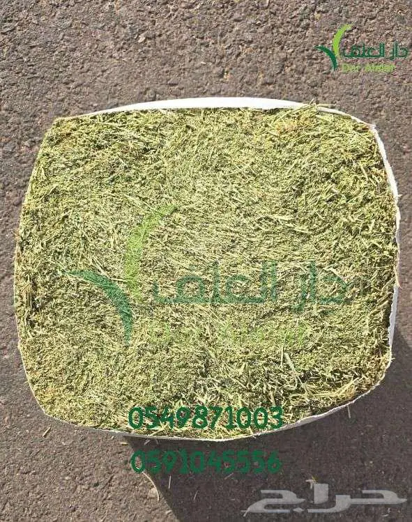 برسيم الراعي 0