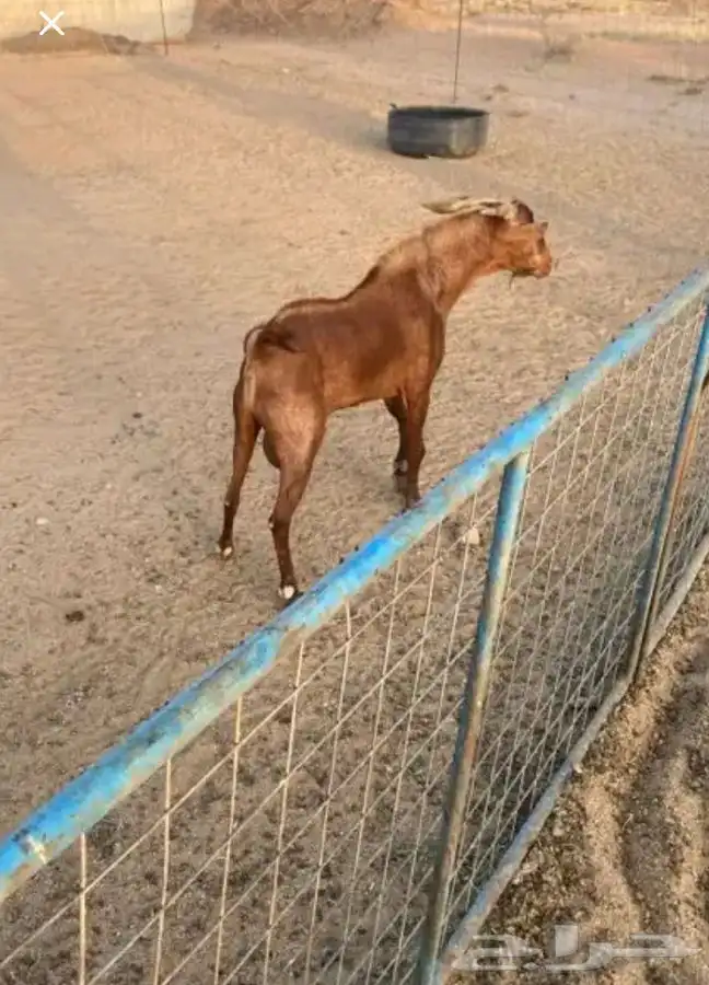 تيس فحل 0