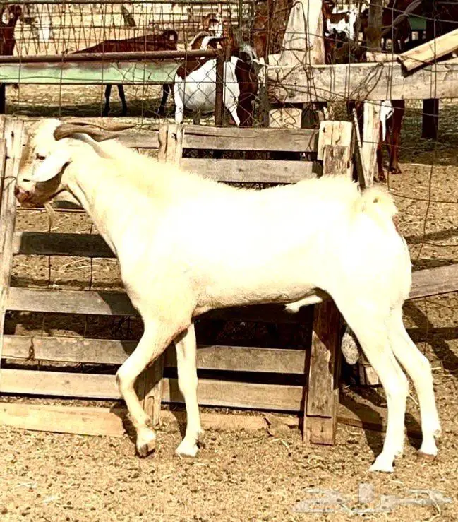 فحل بيشي أبرص مشروط 2