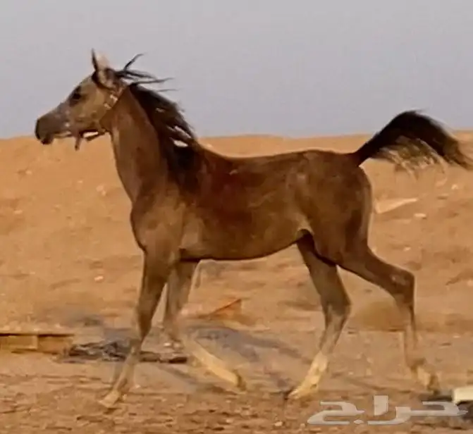 مهر ومهره البيع سمح جدا 2