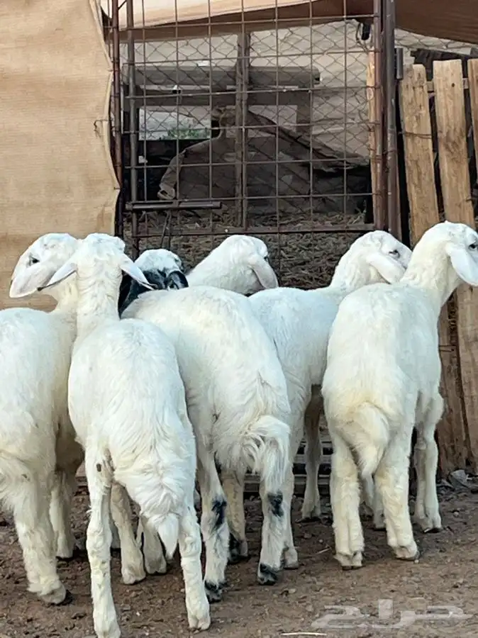 ذبايح للبيع 8