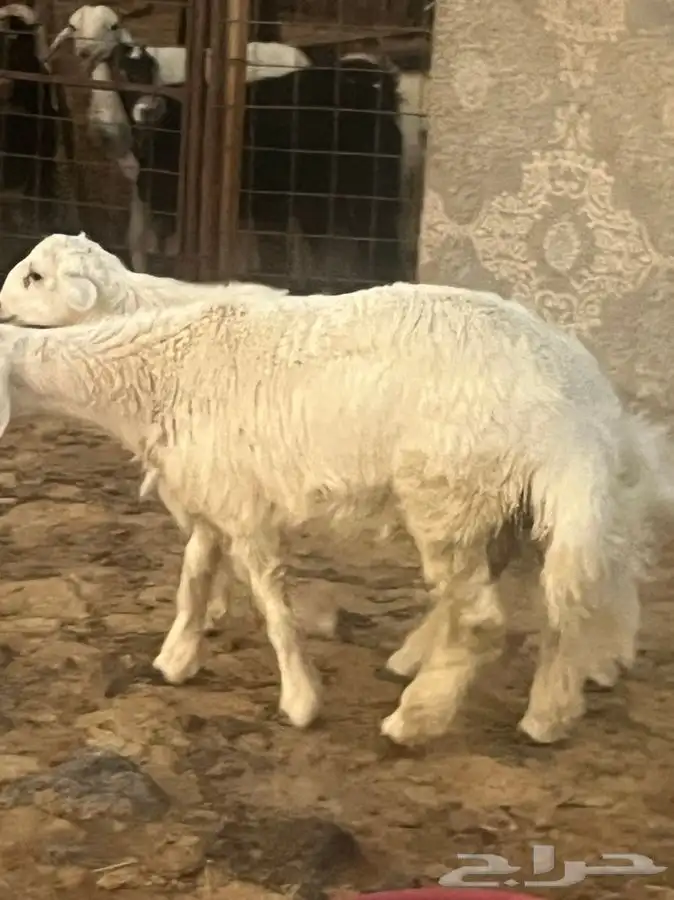 ذبايح للبيع 21