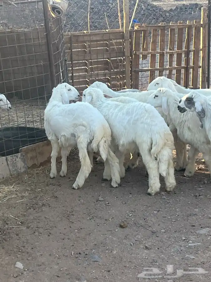 ذبايح للبيع 11