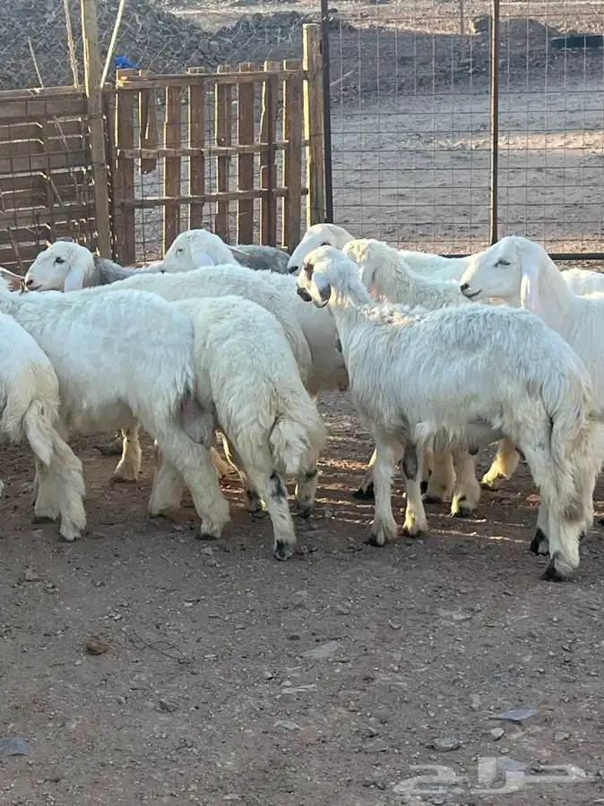 ذبايح للبيع 12