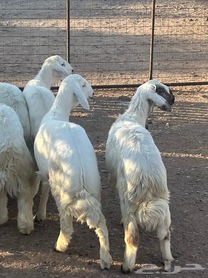 ذبايح للبيع 14