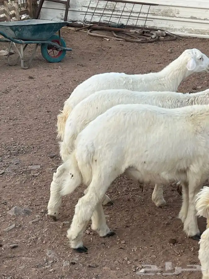 ذبايح للبيع 9