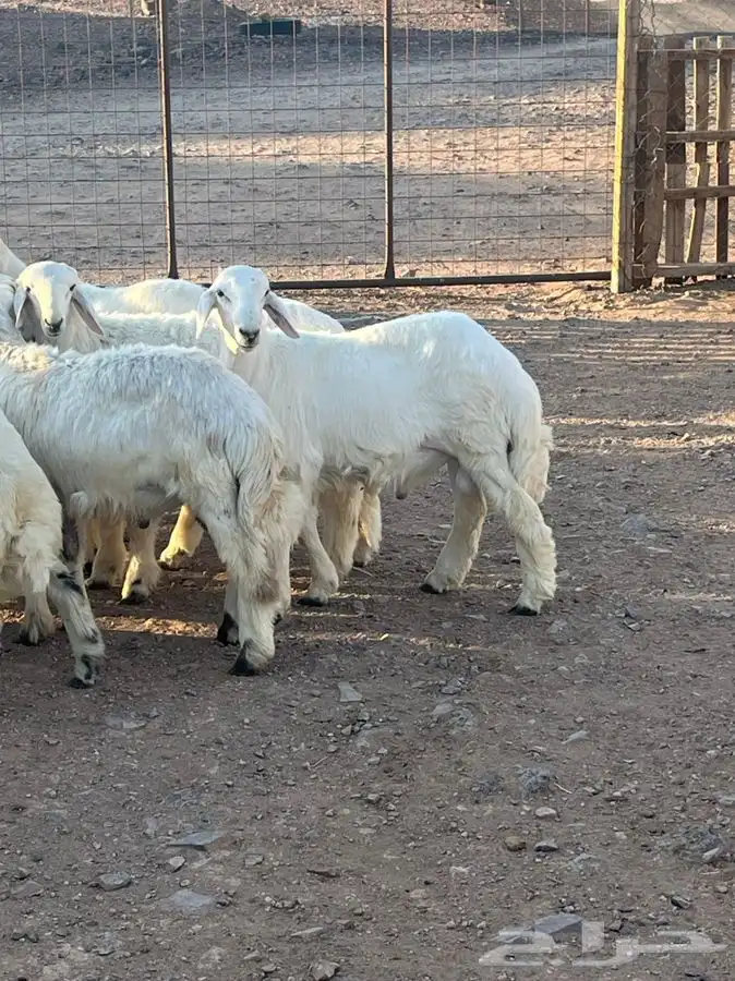 ذبايح للبيع 13