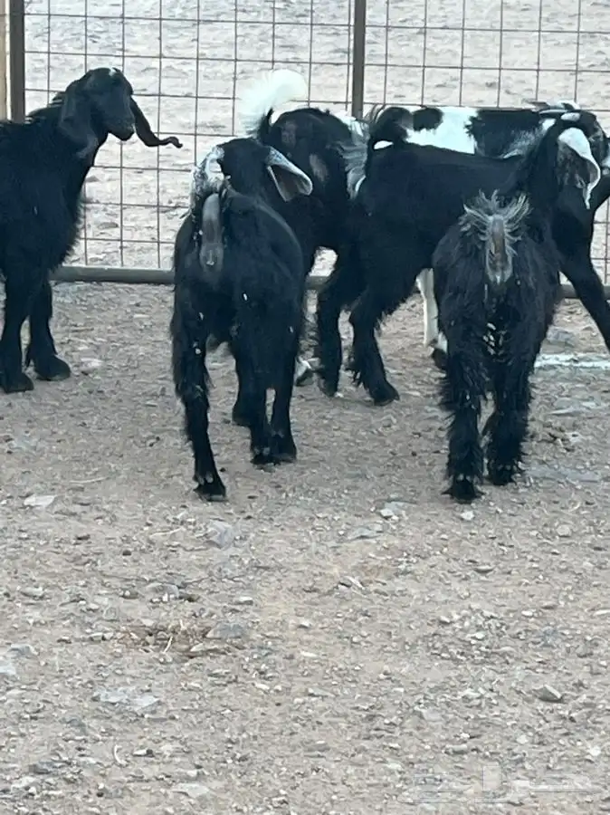 ذبايح للبيع 6