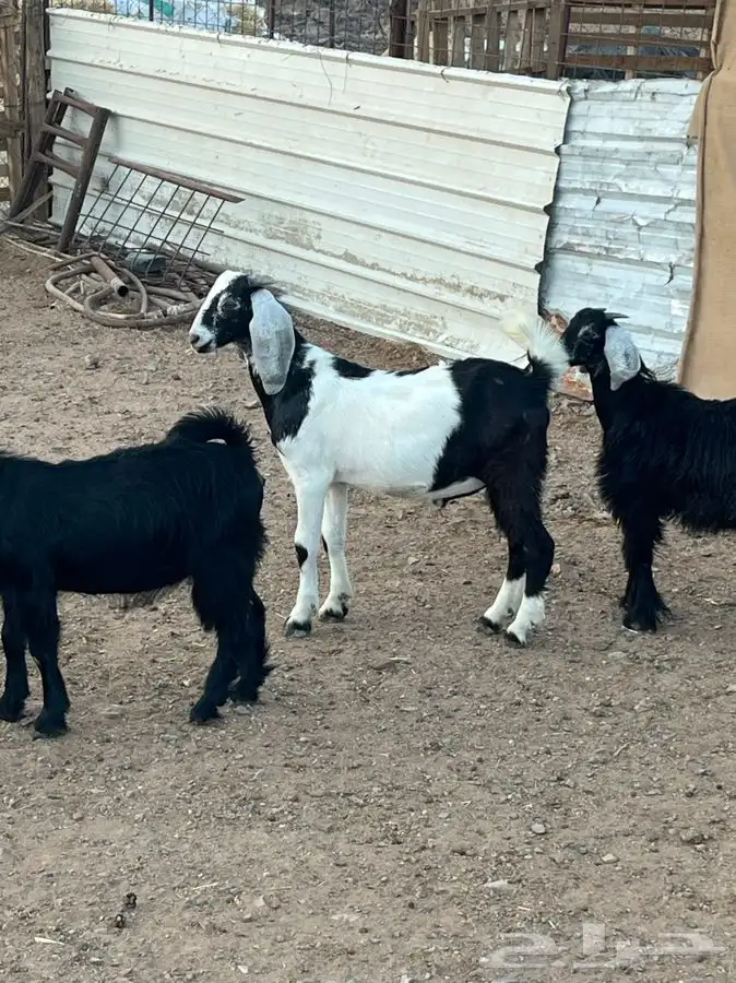 ذبايح للبيع 5