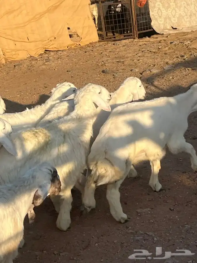 ذبايح للبيع 18