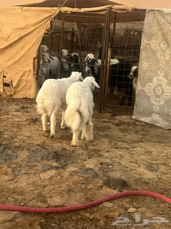 ذبايح للبيع 19