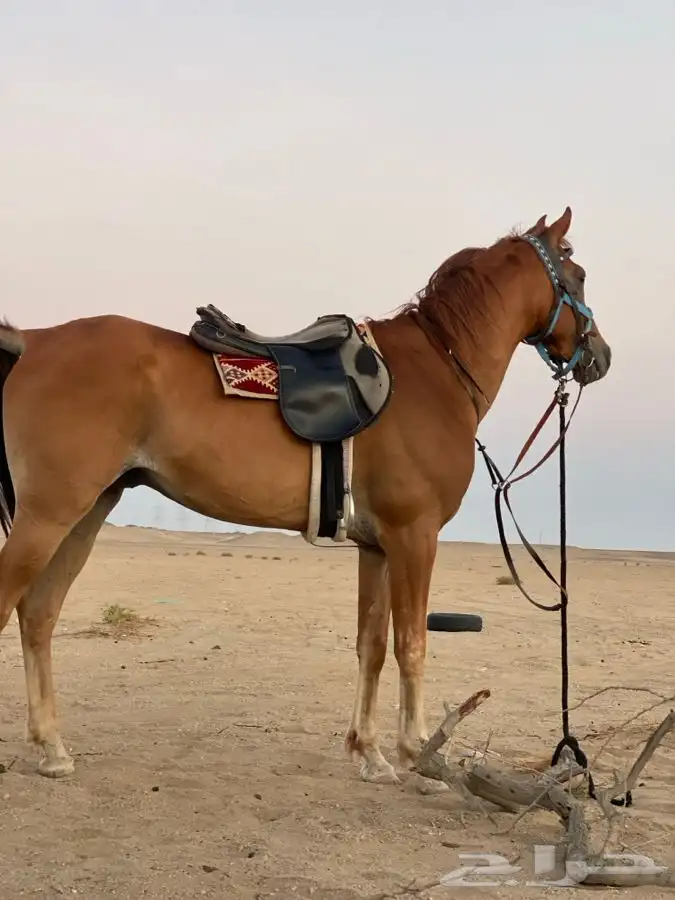 حصان شعبي البيع ب كامل اغراضه 0