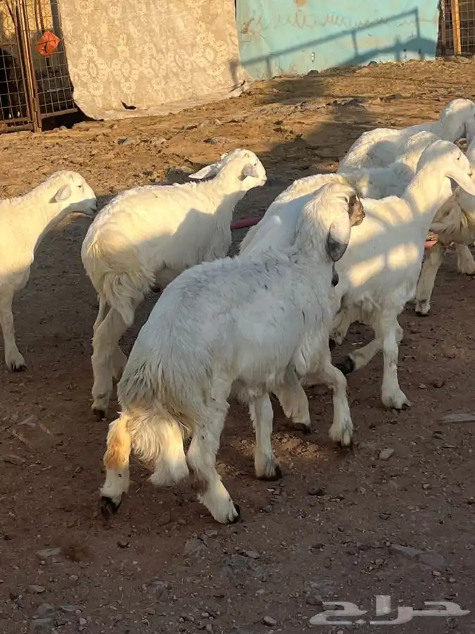 ذبايح للبيع 17