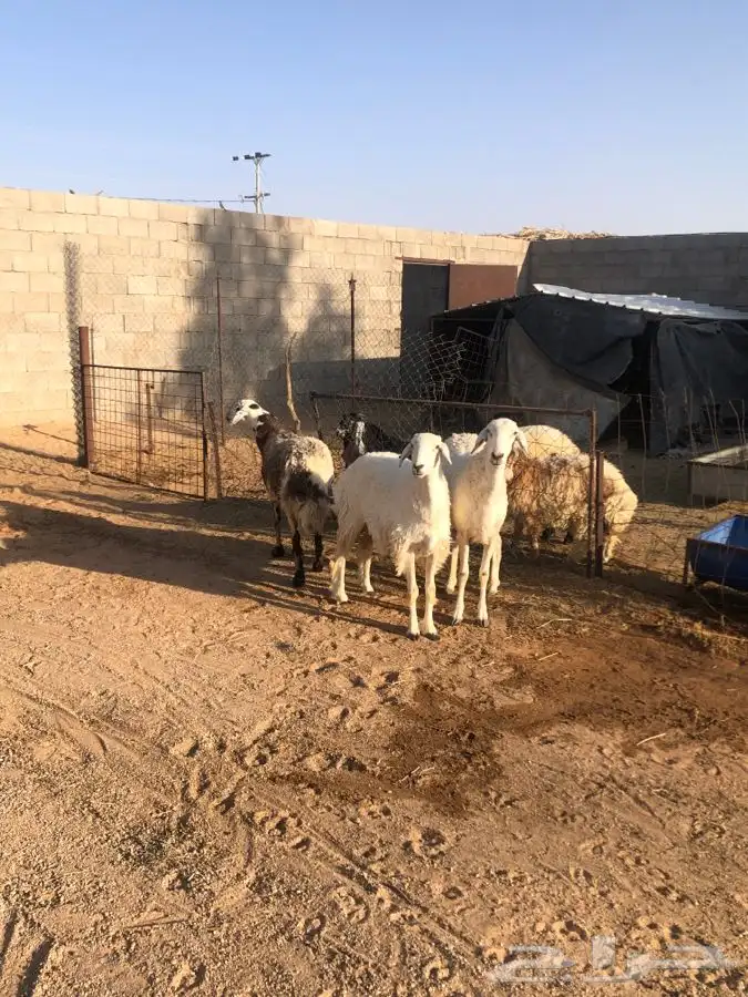 ثنيه ورباع وسديس حيل شحم بالقرين 3