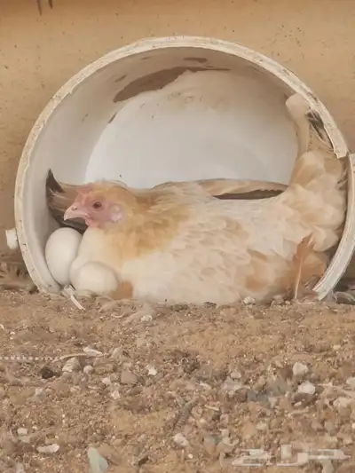 دجاج سيرما 1
