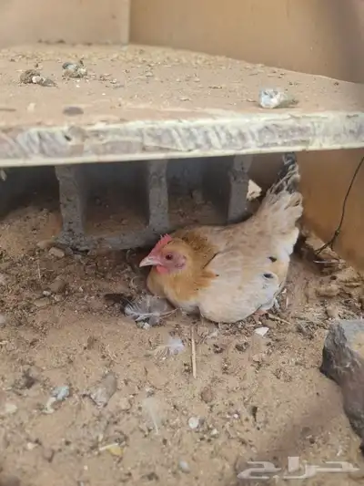 دجاج سيرما 2