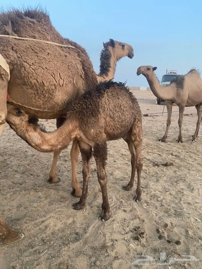 عشاير ولقحات وبكار منتجه شعل وصفر index