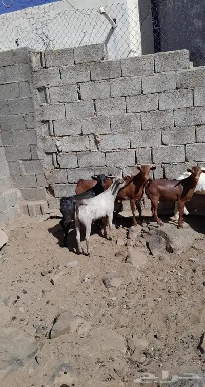 تيوس حص اعمارها 6شهور 0