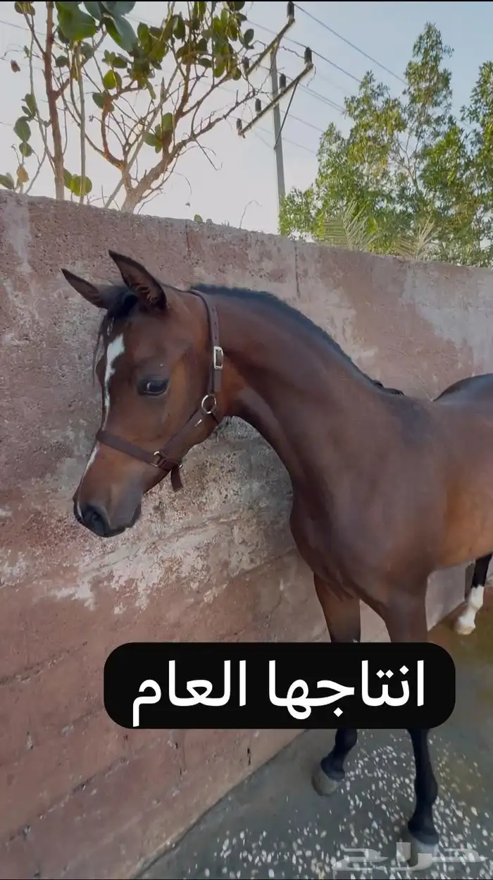 فرس واهو لقاح 4