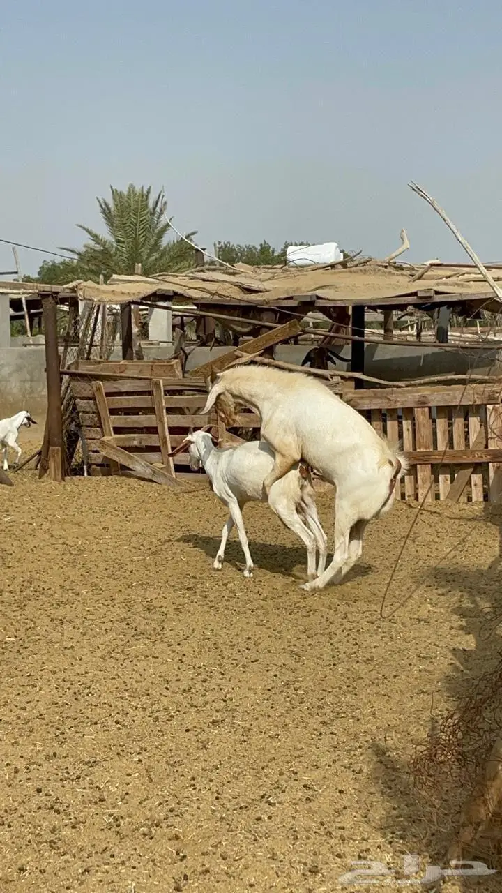 فحل بيشي أبرص مشروط 1