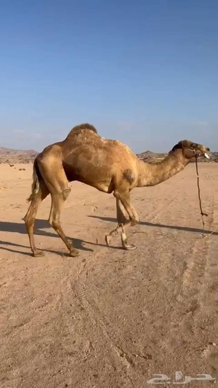 المدينة المنورة index