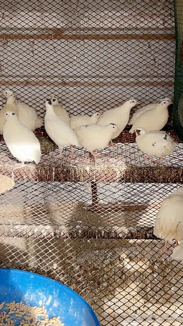سمان تكساس بيور بيض مخصب وصوص بعمر اسبوع 0