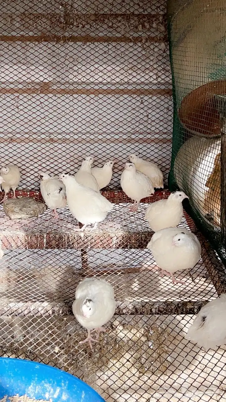 سمان تكساس بيور بيض مخصب وصوص بعمر اسبوع 2
