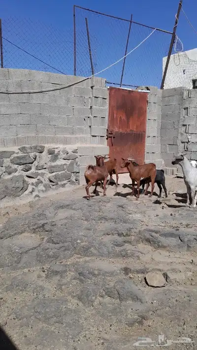 تيوس حص اعمارها 6شهور 1