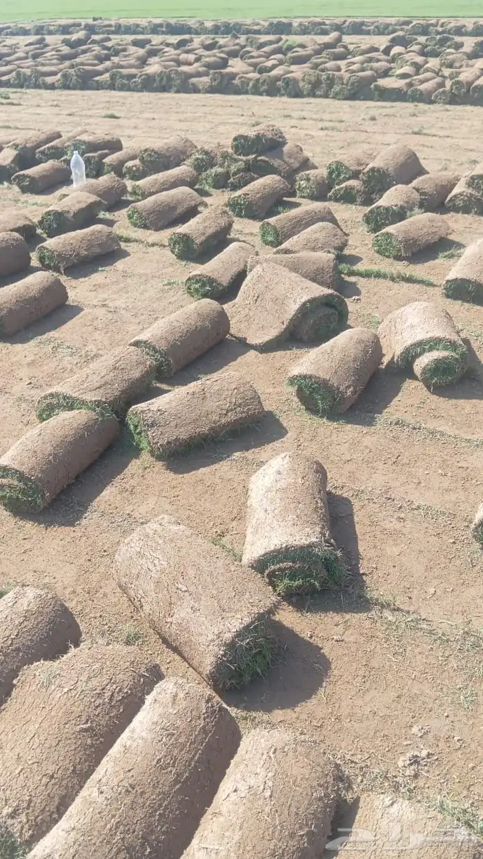نجيل طبيعي 2