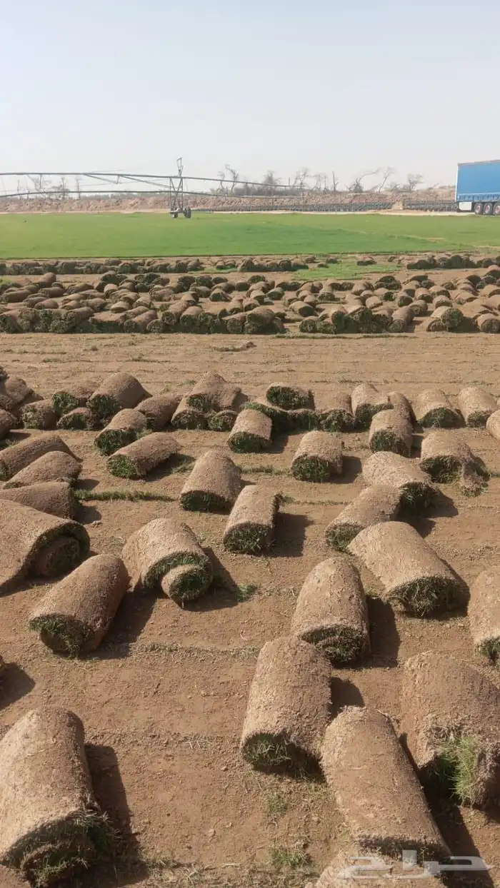 نجيل طبيعي 0