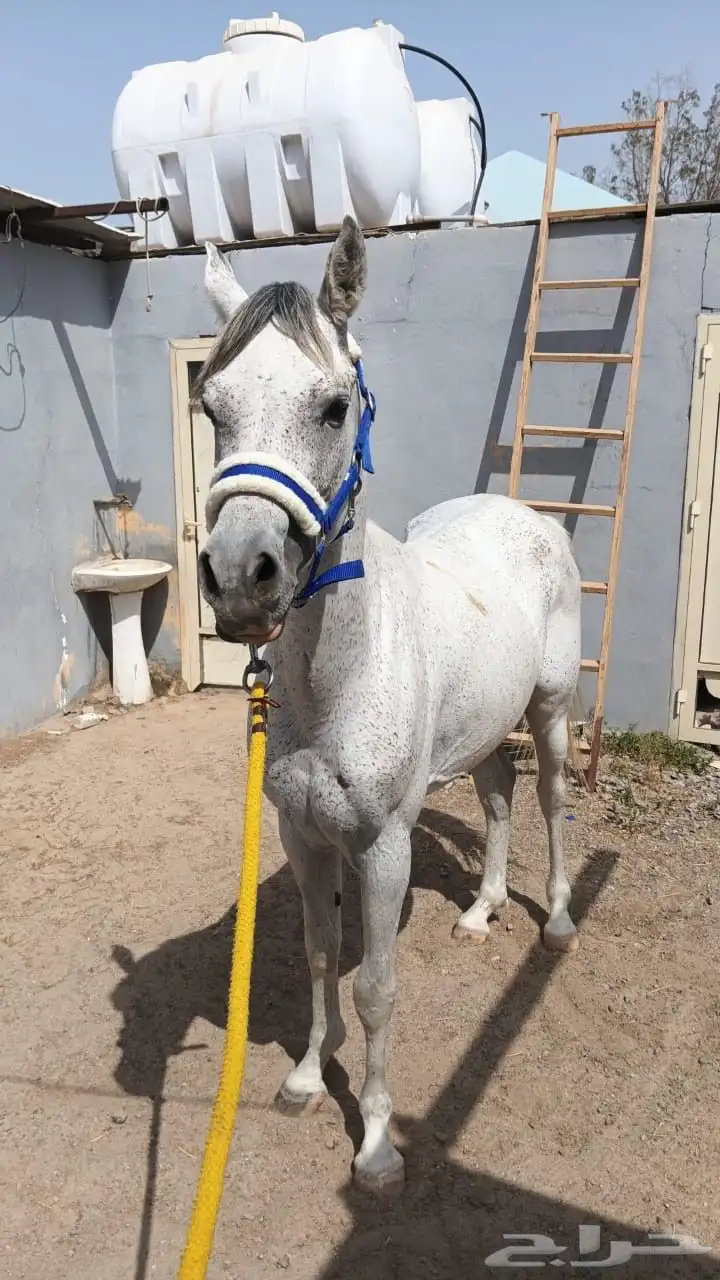 اتبنئ اي خيل 0
