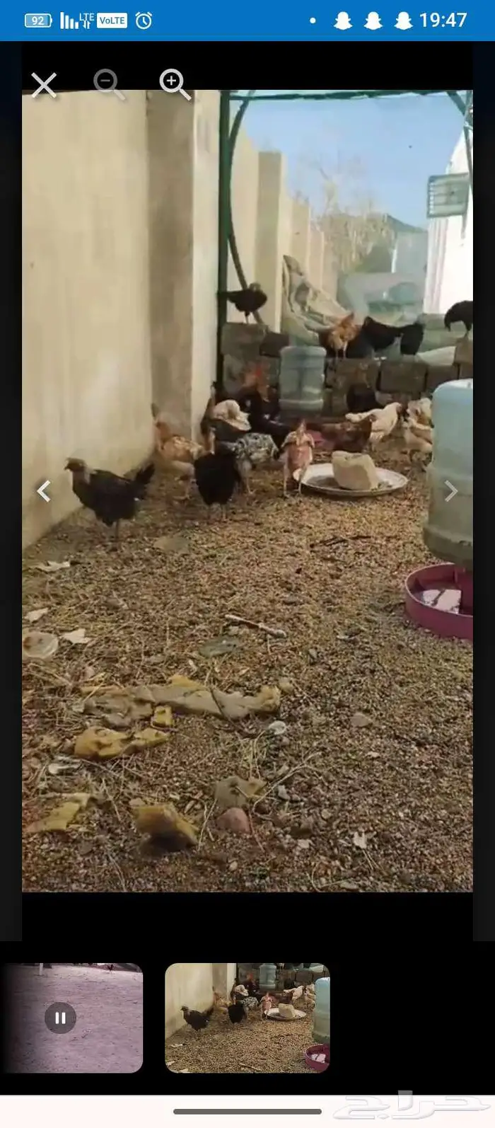 دجاج بياض العدد 81 0