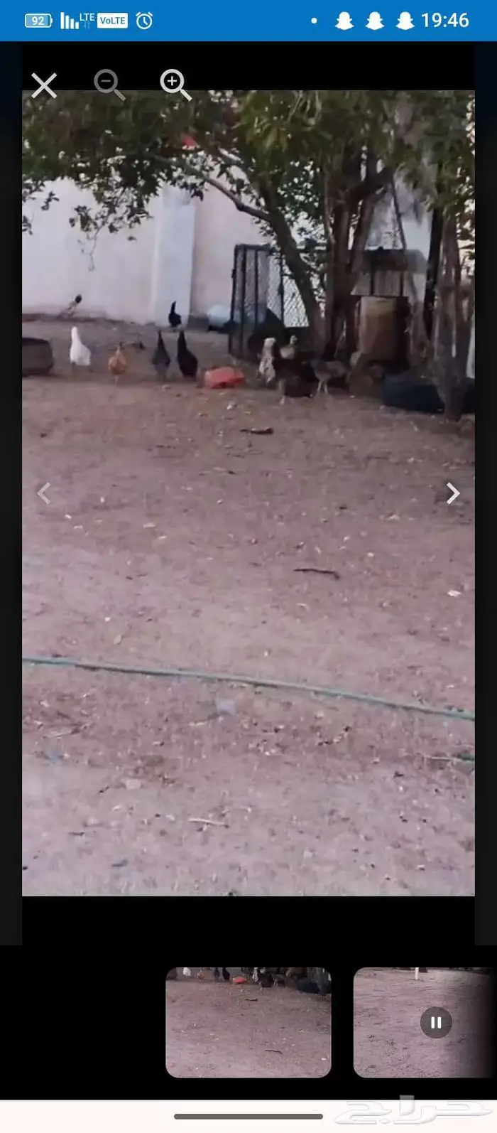 دجاج بياض العدد 81 2